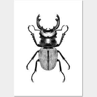 Old style drawing of Stag beetle Posters and Art